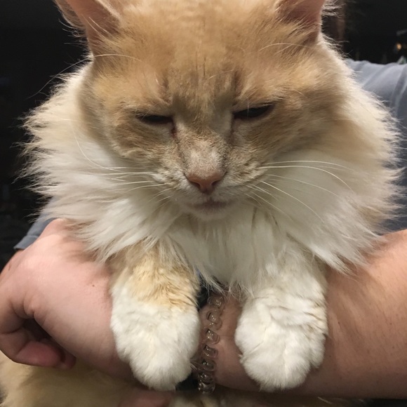 Meet your Posher, Pamela - Picture 9 of 13